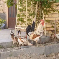 خروس/گلین/لری/فرزانه/اردبیل|حیوانات مزرعه|اصفهان, شهرستان|دیوار