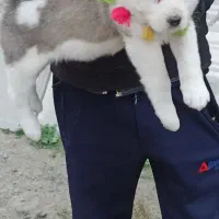 توله های نر و ماده|سگ|تهران, تهرانپارس شرقی|دیوار