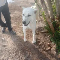 سگ افغان|سگ|ماهان, |دیوار