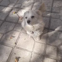 پامرین شناسنامه دار