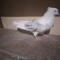 ۶ عددکفتر سرحال