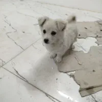 توله سگ مالتیز سگ نر سگ پاکوتاه واگذاری سگ