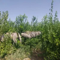 نهال پرتقال|خدمات باغبانی و درختکاری|شیراز, سرو|دیوار