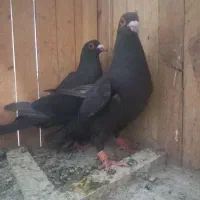 کلاغ گوهک