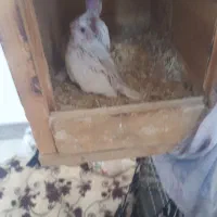 جفت عروس هلندی مولد|پرنده|دهق, |دیوار