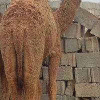 شتر ،هاشی|حیوانات مزرعه|زیرکوه, |دیوار