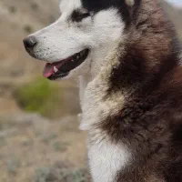 گمشده هاسکی