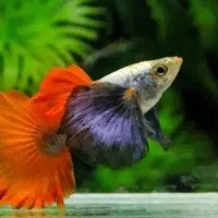 ماهی گوپی مولی پلاتی کالرزبرا لجن خارمیگو آکواریوم|ماهی|تهران, امام زاده حسن|دیوار