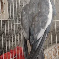 عروس هلندی نر بالغ|پرنده|زابل, |دیوار