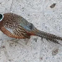 خروس آمریکایی