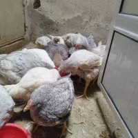 مرغ محله و خروس و بوقلمون