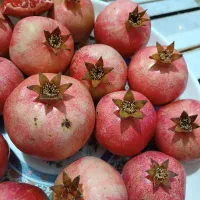 انار رباب درجه یک