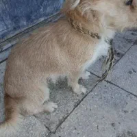 سگ پاکوتاه گمشده