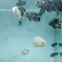 ماهی گوپی انجل اسکار