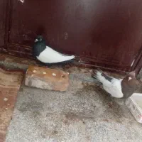 نرماده قلدور هوایی