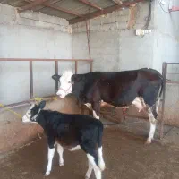 گاو مونت زایده با گوساله ماده