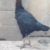 مرغ لاری افغان دنگ بالا|حیوانات مزرعه|تاتار علیا, |دیوار