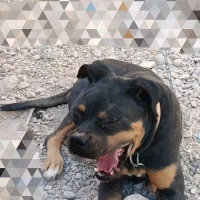 واگذاری سگ روتوایلر|سگ|کرمان, |دیوار