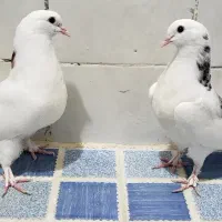 جوجه کفتر شمرونی جوجه جیر دون خور شده