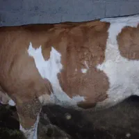 گاو گوساله گوشتی