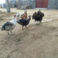 حیوانات خانگی