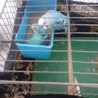 مرغ عشق جفت روی تخم درشت و سرحال