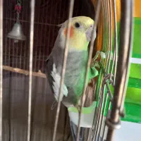 یک جفت عروس هلندی|پرنده|سردرود, |دیوار