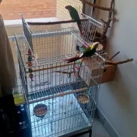 جفت گرینچیک یلوساید رد مولد