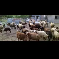 بازآر دآم گوسفند نروماده بدون ذره ای شکم|حیوانات مزرعه|مشهد, نوید|دیوار