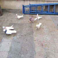 حراج تعدادی کفتر درجه یک