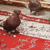 نر کلاغ گوک با گلی گوک|پرنده|راور, |دیوار