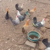 تخم مرغ نطفه دار براکل