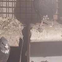 پلنگ|پرنده|کرمان, |دیوار