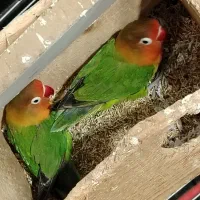 برزیلی به شرط مولد بودن