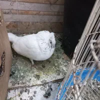 کبوتر پروازی|حیوانات|رشت, حومه رشت|دیوار