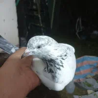 کبوتر کله دم سبز|پرنده|رودسر, |دیوار