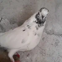 کبوتر پرشی خوب