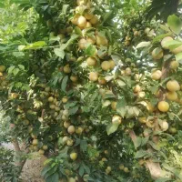 فروش-باغ-ویلای-3000-متری