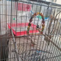 فنچ|پرنده|تهران, آسمان|دیوار