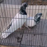 یک جفت کفتر اس بدون عیب