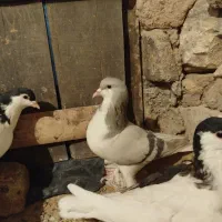 کبوتر|پرنده|تاکستان, |دیوار