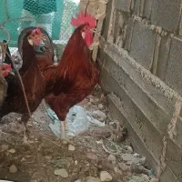 خروس بلند و سنگین .محلی