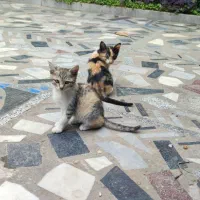 گربه