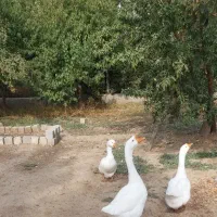 قوغاز