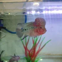 ماهی فلاور|ماهی|تبریز, |دیوار