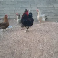 دیوار مسجدسلیمان
