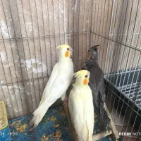 جوجه عروس هلندی