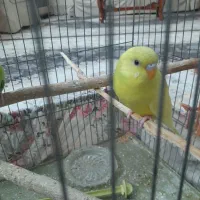 مرغ عشق دونه ۱۲۰|پرنده|قزوین, |دیوار