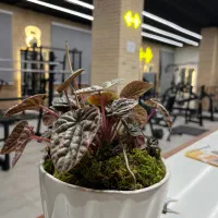 باشگاه بدنسازی همره