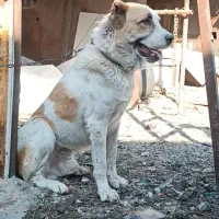 واگذاری نر آلابای